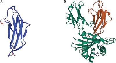 The immune-related role of beta-2-microglobulin in melanoma